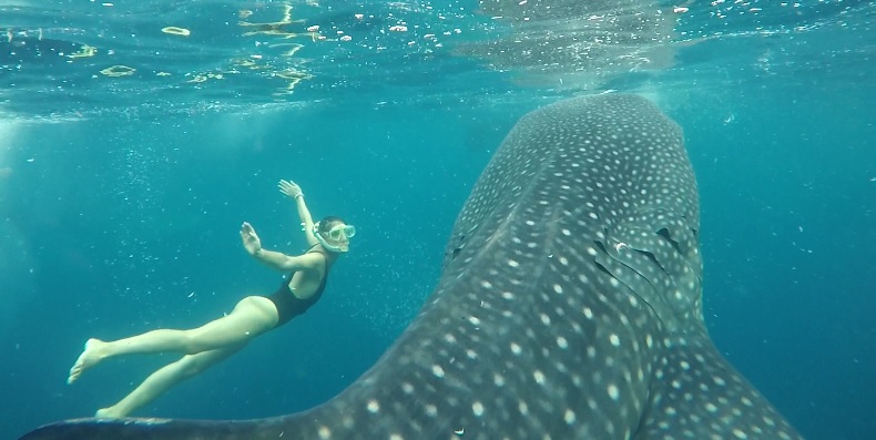 Whale Shark trip Sumbawa