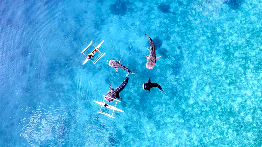Whale Shark trip Saleh Bay Sumbawa