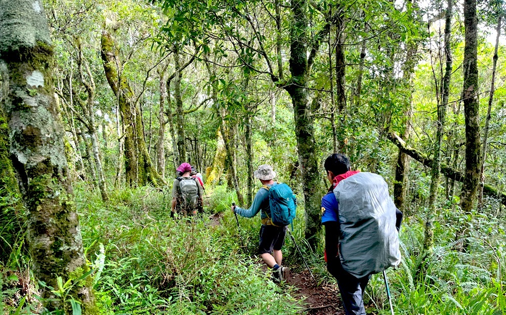Tropical rain forest - Senaru trekking route