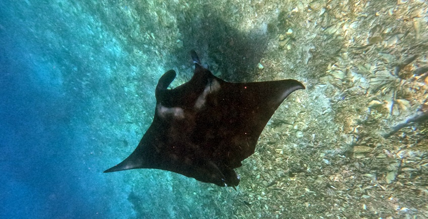 Manta Point - Day tour to Komodo by speedboat