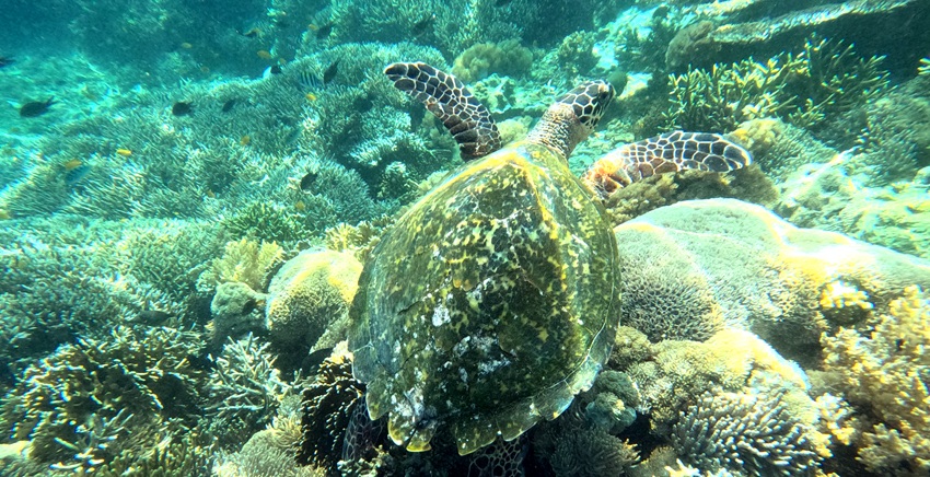 Siaba Island - Day tour to Komodo by speedboat